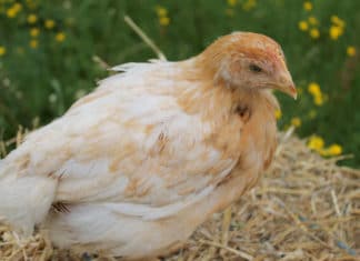 Vogelgrippe: Stallhaltepflicht für Hühner aufgehoben