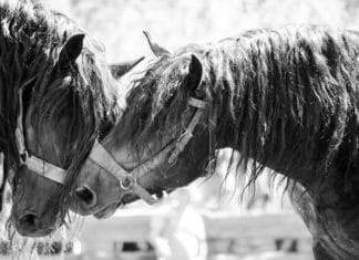 Kufenstechen endete unglücklich