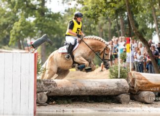 3. Platz beim Europachampionat Haflinger