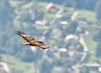 Greifvögel zu Besuch im Naturpark