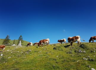 Kärntner Bauer erstattet Selbstanzeige nach “Kuh-Urteil”