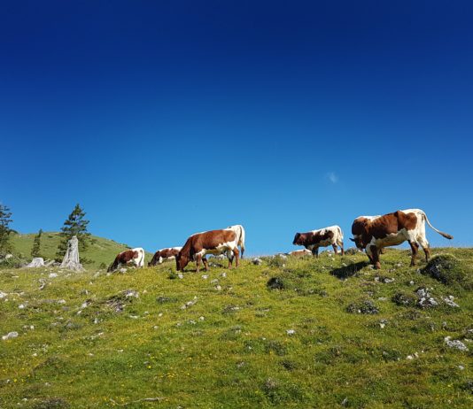 Kärntner Bauer erstattet Selbstanzeige nach “Kuh-Urteil”