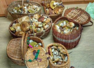 Wieder Pilzräuber aus Italien unterwegs