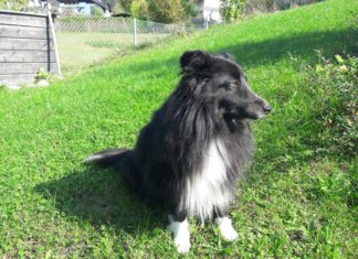 Hundehasser gesucht!