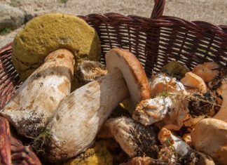 Pilzräuber aus Italien mit 44 kg Steinpilzen unterwegs