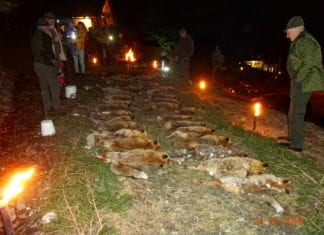 Die „Nacht des Fuchses 2019“ in Kötschach-Mauthen