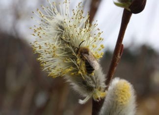 Bienen schützen leicht gemacht