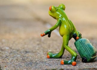 Rettet die Frösche!