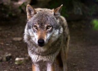 Wolf im Gailtal wird betäubt und besendert