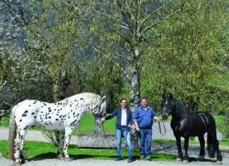 Das Glück der Erde liegt auf dem Rücken der Pferde