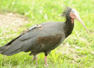 Waldrapp machte wieder Zwischenstopp