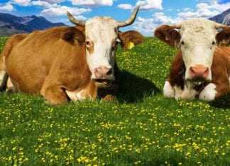 Pächter für die Sennerei auf der Tressdorfer Alm gesucht!