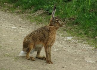 Mehr als 450 Hasen wurden in Kärnten im Vorjahr Opfer des Straßenverkehrs