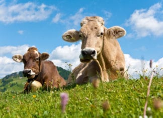 Pächter für die Sennerei auf der Rudnig Alm gesucht