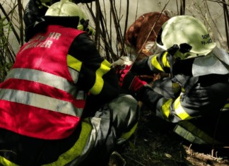 Kalb aus Gail gerettet