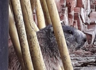 Murmeltier zu Gast in Kirchbach