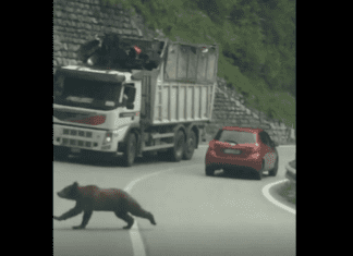 Vier Bärenbrüder unterwegs am Plöckenpass?