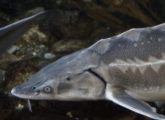 “Fritz, Fridolin, Franz & Friedrich” gesucht!