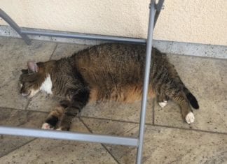 Mehrere Katzen vergiftet