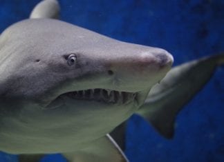 Hai-Alarm oder wiedergefundene Freunde?