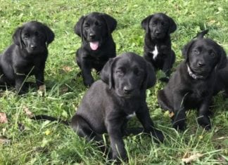 8 Wochen alt: Zwinger geöffnet und Welpen überfahren