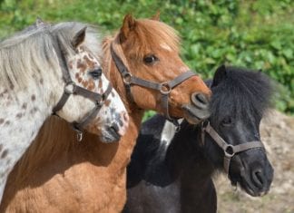 Kleinkind von Pony gebissen