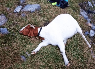 Ziege qualvoll verendet