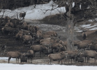 VGT fordert Ende der Fütterung von Wildtieren für die Jagd