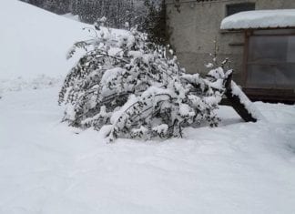Straßensperre durch drohenden Baumabsturz