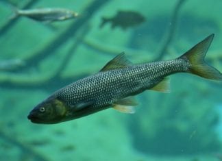 200 Forellen aus Fischteich gestohlen