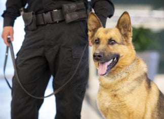 Polizei Diensthund beißt 5- jährigen Bub