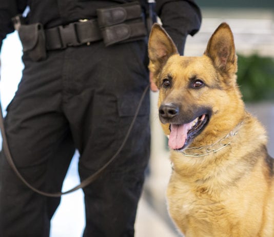 Polizei Diensthund beißt 5- jährigen Bub