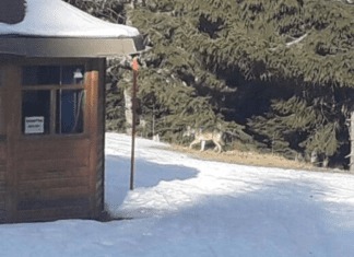 Ist das ein Wolf auf der Schipiste?