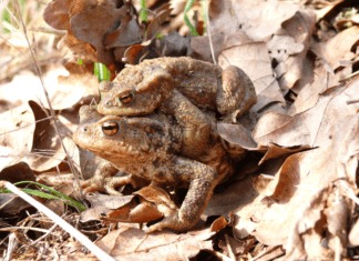 Dringend gesucht:Ehrenamtliche Helfer für die Betreuung der Schutzanlage entlang einer Amphibienwanderstrecke!