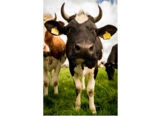 Landwirtin schwer von Kuh verletzt