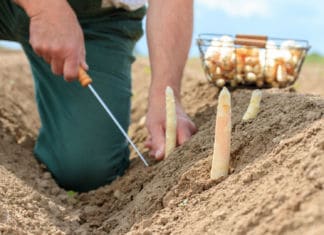 FPÖ-Darmann: Skandalös, dass man Erntehelfer testet, aber 24-Stunden-Betreuer nicht