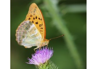 Neues für junge Naturpark Forscher und Entdecker