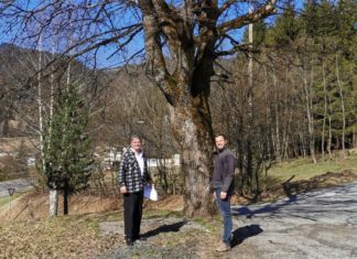 Vorgeschriebene Baumpflegemaßnahmen werden nun durchgeführt