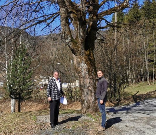 Vorgeschriebene Baumpflegemaßnahmen werden nun durchgeführt