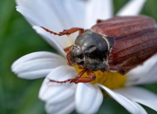 Die Maikäfer sind wieder unterwegs