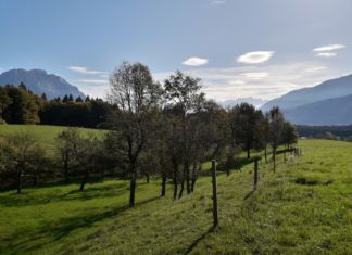„Kletzenbirn“-Bäume im Gailtal gesucht!