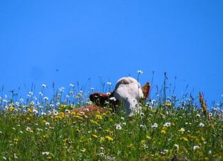 Gailtaler Almen: Land Kärnten unterzeichnet Absichtserklärung mit Italien