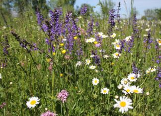 LK-Präsident Mößler zum Tag der Artenvielfalt: „Naturschutz ohne Bauern ist nicht möglich!“