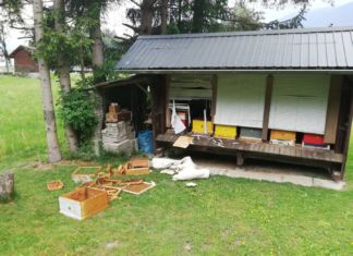 Bär zerstörte Bienenhütte in Egg bei Hermagor