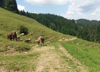 Lösung für Kärntner Almbauern