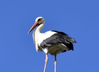 Die Störche sind im oberen Gailtal auf Nestsuche