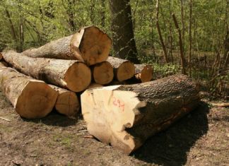 Forstunfall im Gitschtal: 48-jähriger Arbeiter verletzt