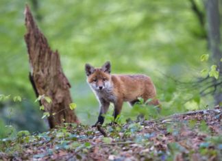 Schlafende Hotelgäste von Fuchs gebissen