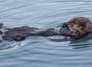 Entwurf für neue Fischotter-Verordnung liegt vor
