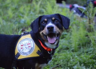 Großangelegte Suchaktion auf dem Guggenberg
